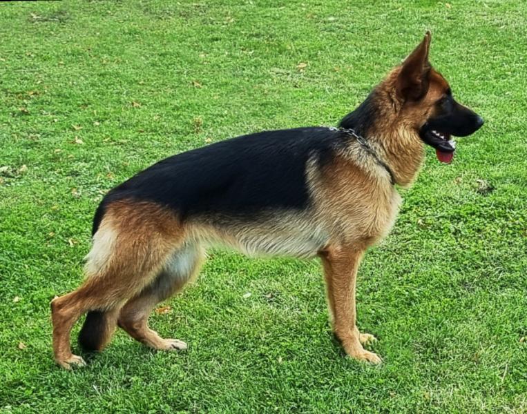 XEVI